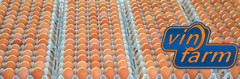 Proizvodnja konzumnih jaja